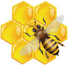 Honigbiene auf der Honigwabe