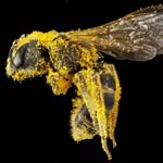 Das einnehmen von Pollen wird von den meisten Menschen als sehr angenehm empfunden. Der Pollen schmeckt sehr lieblich und süß. In Verbindung mit Nahrungsmittel wie Joghurt Fruchtsäfte, Müsli und Obstsalat ist er ein gaumenschmaus für Genießer